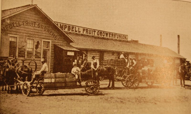 File:Campbell fruit growers union.JPG